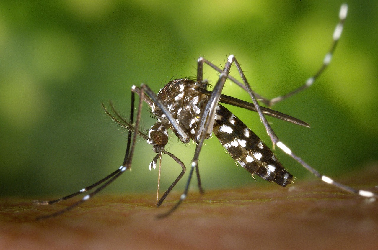 Protect Your Family: Safe & Natural Home Mosquito Treatments in Toronto