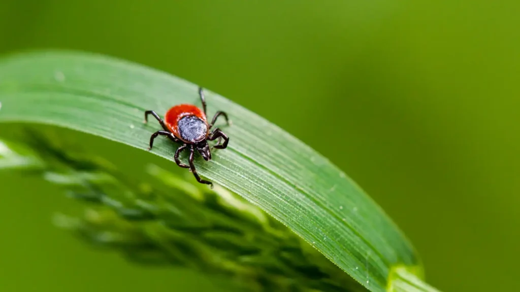 tick-control